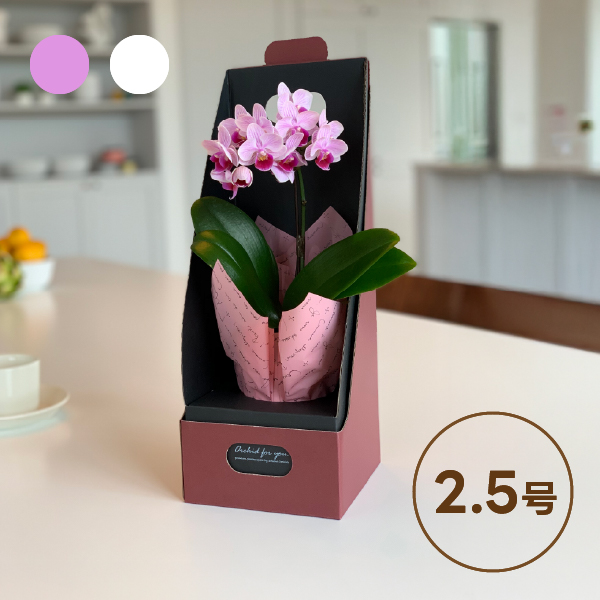 椎名洋ラン園のマイクロ胡蝶蘭【2.5号 1本立】ギフトボックス入り
