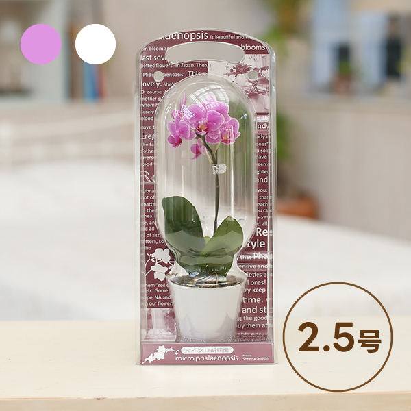 椎名洋ラン園のマイクロ胡蝶蘭【2.5号 1本立】カプセルボックス入り