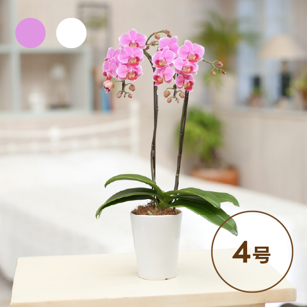 椎名洋ラン園のミディ胡蝶蘭【4号L2F】