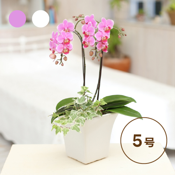 椎名洋ラン園のミディ胡蝶蘭観葉寄せ【5号2F】