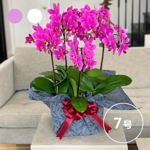 椎名洋ラン園のシェアオーキッド 【7号5F 】(5人分)