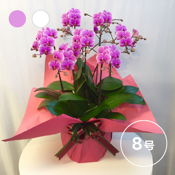 椎名洋ラン園のシェアオーキッド 【8号7F】(7人分)