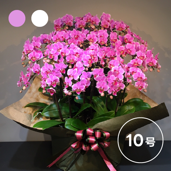 椎名洋ラン園のシェアオーキッド 【10号10F】(10人分)